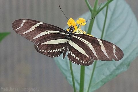 Zeba Butterfly Captured in Pili Palas North Wales. Geotagged,Heliconius charithonia,Summer,United Kingdom,Zebra Longwing