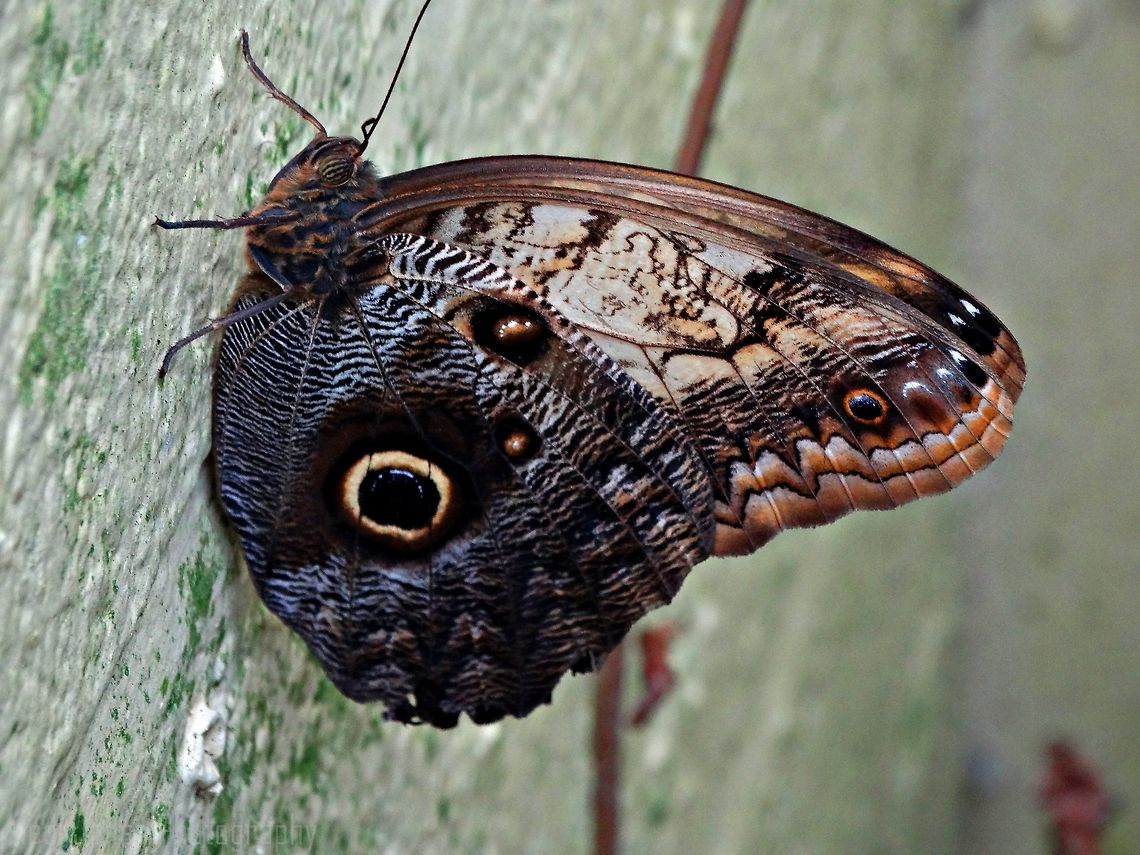 Owl butterfly Found in Pili Palas North Wales Caligo memnon,Geotagged,Giant Owl,Summer,United Kingdom,anglesey,pili palas