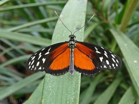 Tiger wing Captured in Pili palas North Wales. Geotagged,Heliconius hecale,Summer,Tiger Longwing,United Kingdom,anglesey,north wales,pili palas