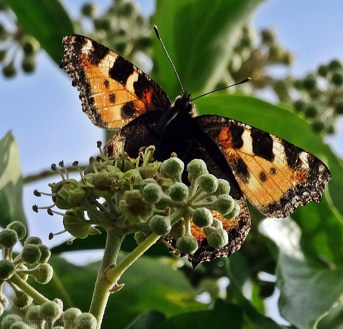 Small tortoiseshell Pictured on the Great Orme in Llandudno. Aglais urticae,Fall,Geotagged,Small Tortoiseshell,United Kingdom