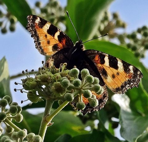 Small tortoiseshell Pictured on the Great Orme in Llandudno. Aglais urticae,Fall,Geotagged,Small Tortoiseshell,United Kingdom