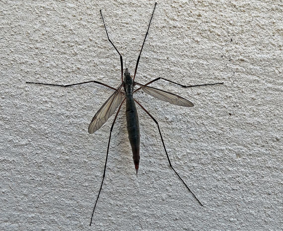 Crane fly Captured in my garden in Llandudno. Geotagged,Summer,Tipula paludosa,United Kingdom,crane fly