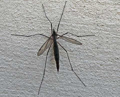Crane fly Captured in my garden in Llandudno. Geotagged,Summer,Tipula paludosa,United Kingdom,crane fly