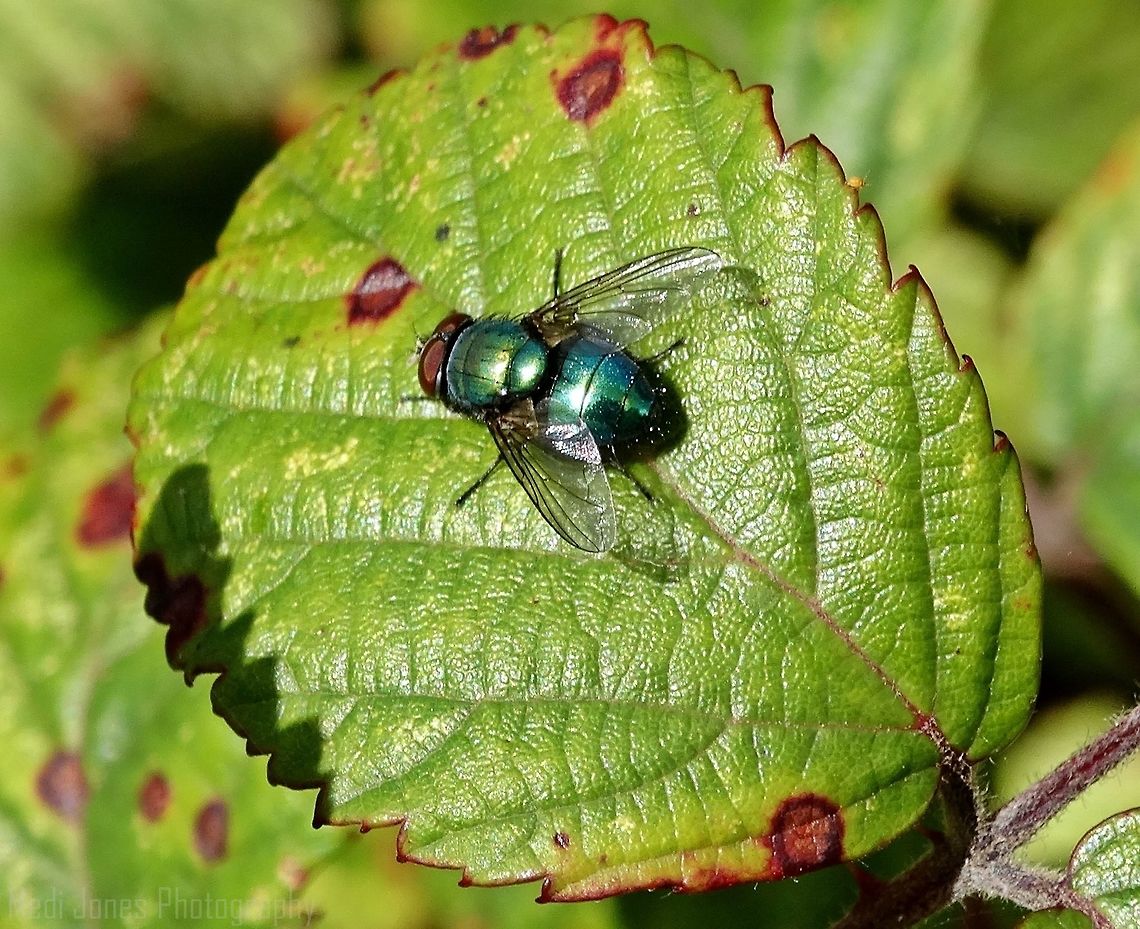 Blue Bottle Llandudno, North Wales. Blue bottle fly,Calliphora vomitoria,Geotagged,Summer,United Kingdom