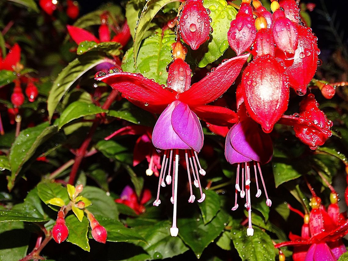 Fuchsia <a href="https://en.wikipedia.org/wiki/Fuchsia" rel="nofollow">https://en.wikipedia.org/wiki/Fuchsia</a><br />
Growing in my garden.  Fuchsia,Fuchsia magellanica,Geotagged,United Kingdom