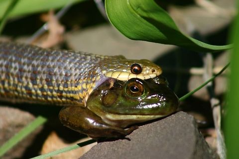 Snake_and_Frog A garter snake eating a bullfrog. Common Garter Snake,Thamnophis sirtalis