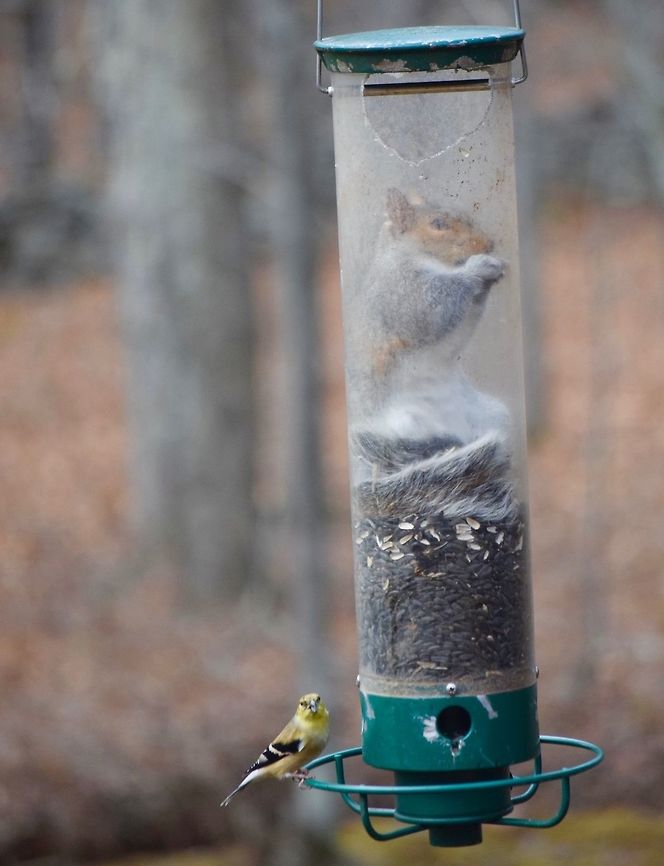 Eastern Grey Squirrel  Eastern gray squirrel,Sciurus carolinensis