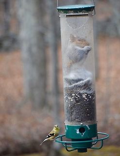 Eastern Grey Squirrel  Eastern gray squirrel,Sciurus carolinensis