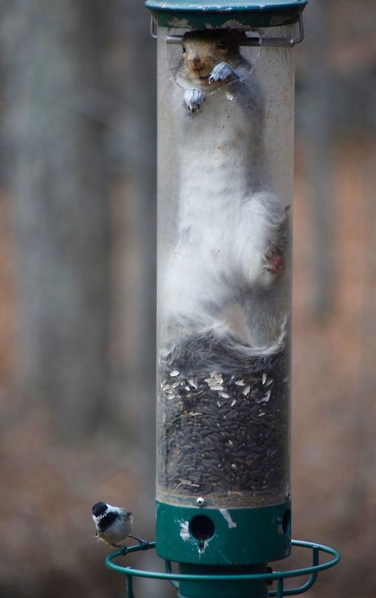 DSC_0179  Eastern gray squirrel,Sciurus carolinensis