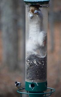 DSC_0179  Eastern gray squirrel,Sciurus carolinensis