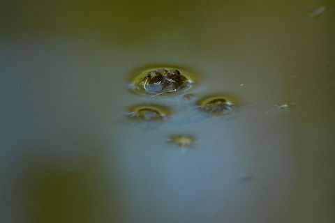 Common frog Taken at Yalagiri forest -Tamilnandu -India