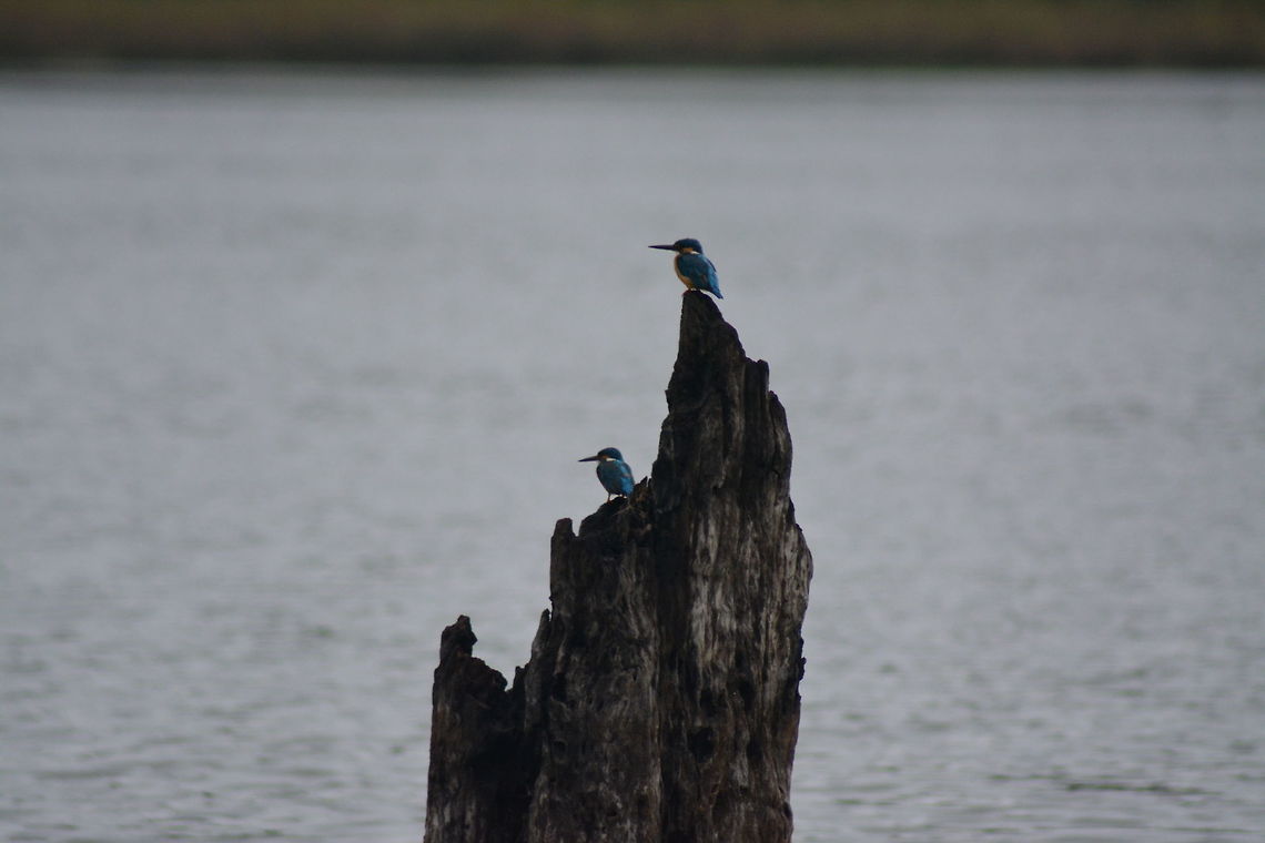 Kingfisher Taken shot at Yalagiri .Yelagiri is a hill station in Vellore district of Tamil Nadu, India, situated off the Vaniyambadi-Tirupattur road.[1] Located at an altitude of 1,110.6 metres above Mean Sea Level and spread across 30 km2, the Yelagiri village (also spelled Elagiri at times) is surrounded by orchards, rose-gardens, and green valleys.[2]<br />
<br />
From Wikipedia, Alcedo atthis,Common Kingfisher