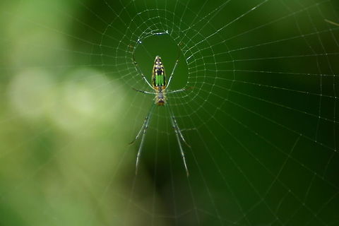 Jungle spider Taken shot at Yalagiri forest -Tamilnandu
