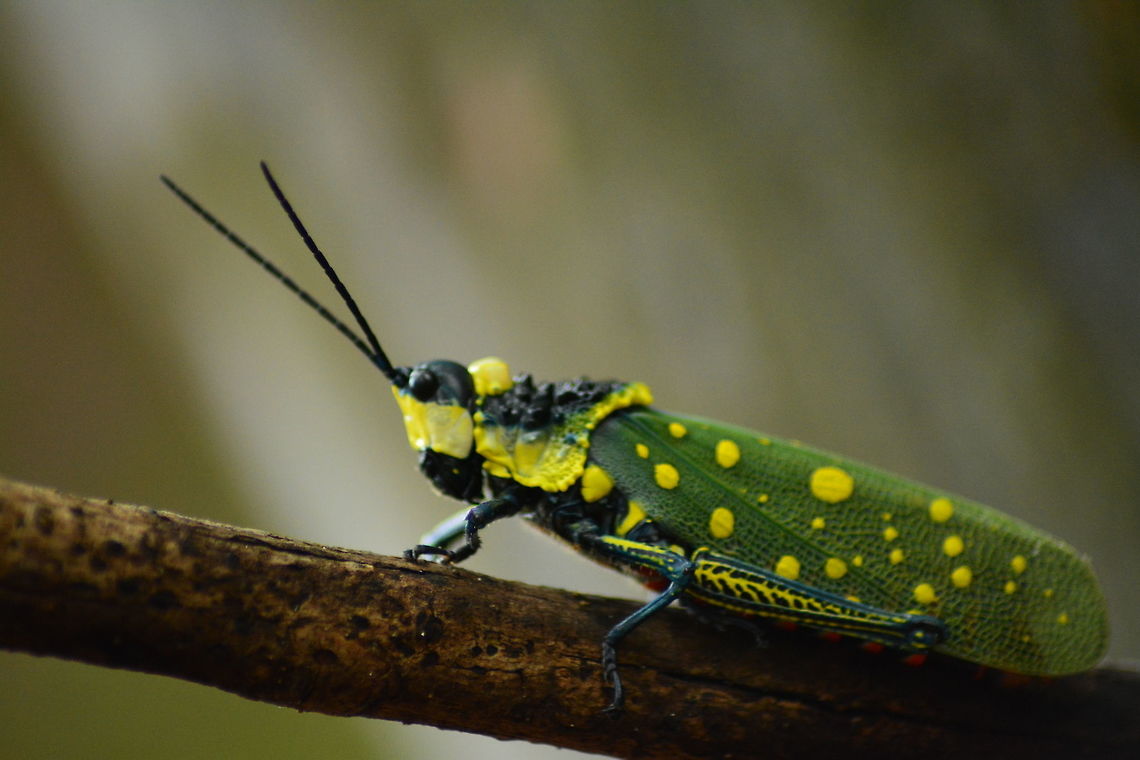 MALAY GHOST GRASSHOPPERS These fantastically colourful insects are commonly known as MALAY GHOST GRASSHOPPERS and they originate from south east Asian countries including Malaysia and Thailand.  Their scientific name is Aularches miliaris.<br />
<br />
For more information please use below link <br />
<a href="http://www.jonathansjungleroadshow.co.uk/meet-the-malay-ghost-grasshoppers.html" rel="nofollow">http://www.jonathansjungleroadshow.co.uk/meet-the-malay-ghost-grasshoppers.html</a> Aularches miliaris