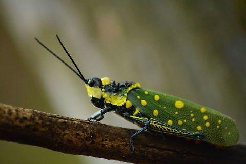 MALAY GHOST GRASSHOPPERS These fantastically colourful insects are commonly known as MALAY GHOST GRASSHOPPERS and they originate from south east Asian countries including Malaysia and Thailand.  Their scientific name is Aularches miliaris.

For more information please use below link 
http://www.jonathansjungleroadshow.co.uk/meet-the-malay-ghost-grasshoppers.html Aularches miliaris