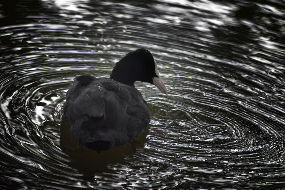 The Eurasian Coot  Eurasian Coot,Fulica atra