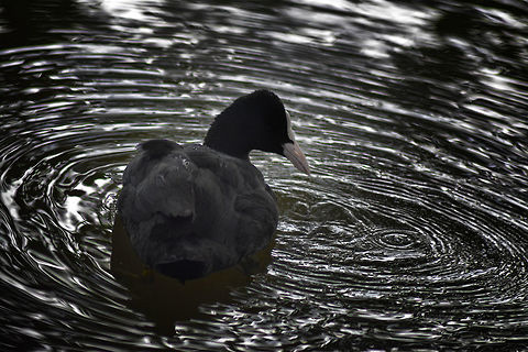 The Eurasian Coot  Eurasian Coot,Fulica atra