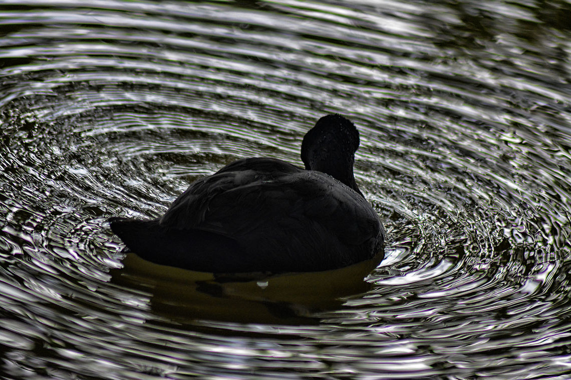 The Eurasian Coot The Eurasian coot taken at Bangalore -Hebbal lake during the morning time  Eurasian Coot,Fulica atra