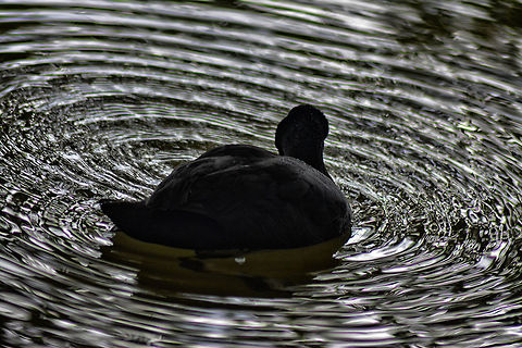 The Eurasian Coot The Eurasian coot taken at Bangalore -Hebbal lake during the morning time  Eurasian Coot,Fulica atra