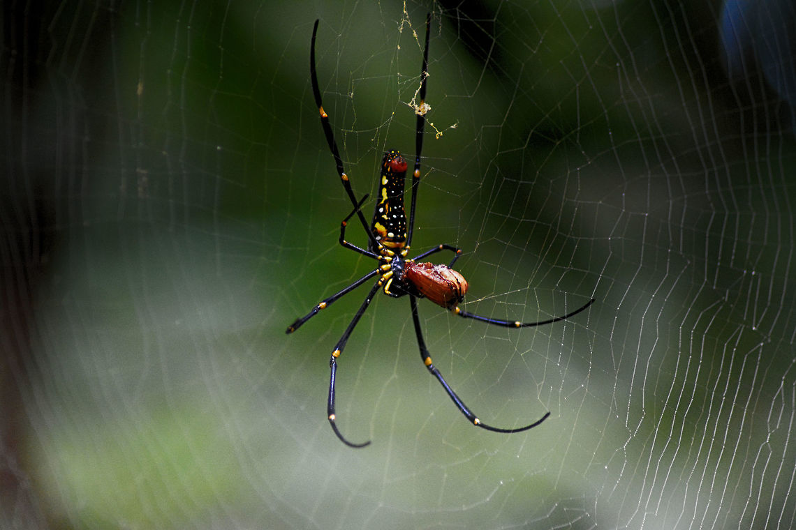 Jungle spider Taken shot at Madikeri ...Madikeri is a hill station town in Karnataka state, India. Also known as Mercara, it is the headquarters of the district of Kodagu (also called Coorg). It is a popular tourist destination. Nephila pilipes,Northern Golden Orb Weaver