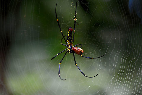 Jungle spider Taken shot at Madikeri ...Madikeri is a hill station town in Karnataka state, India. Also known as Mercara, it is the headquarters of the district of Kodagu (also called Coorg). It is a popular tourist destination. Nephila pilipes,Northern Golden Orb Weaver