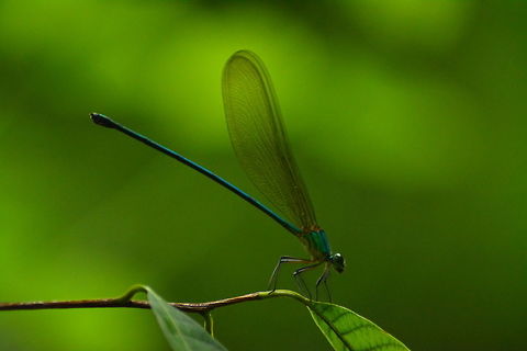 Damselfly Taken at Madikeri forest near Bangalore -Madikeri is a hill station town in Karnataka state, India. Also known as Mercara, it is the headquarters of the district of Kodagu (also called Coorg). It is a popular tourist destination. Clear-winged forest glory,Damselfly,Vestalis gracilis