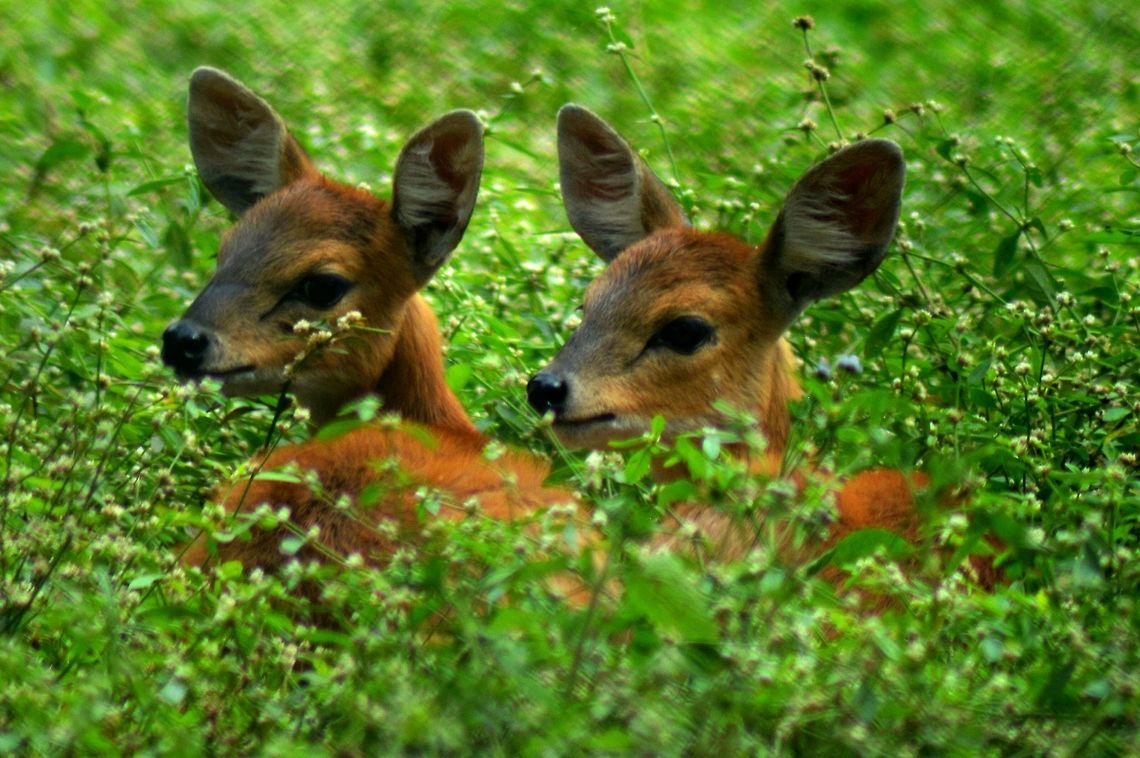 baby_deer