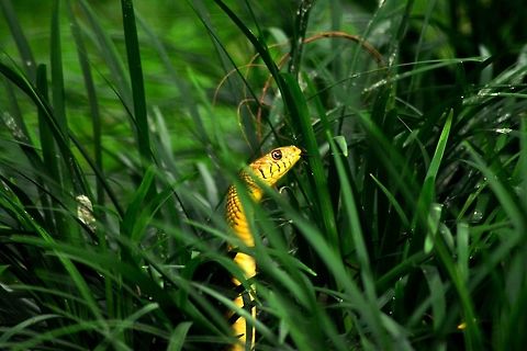 Rat Snake A shot taken near Banniragatta national park at Bangalore -India Oriental ratsnake,Ptyas mucosa