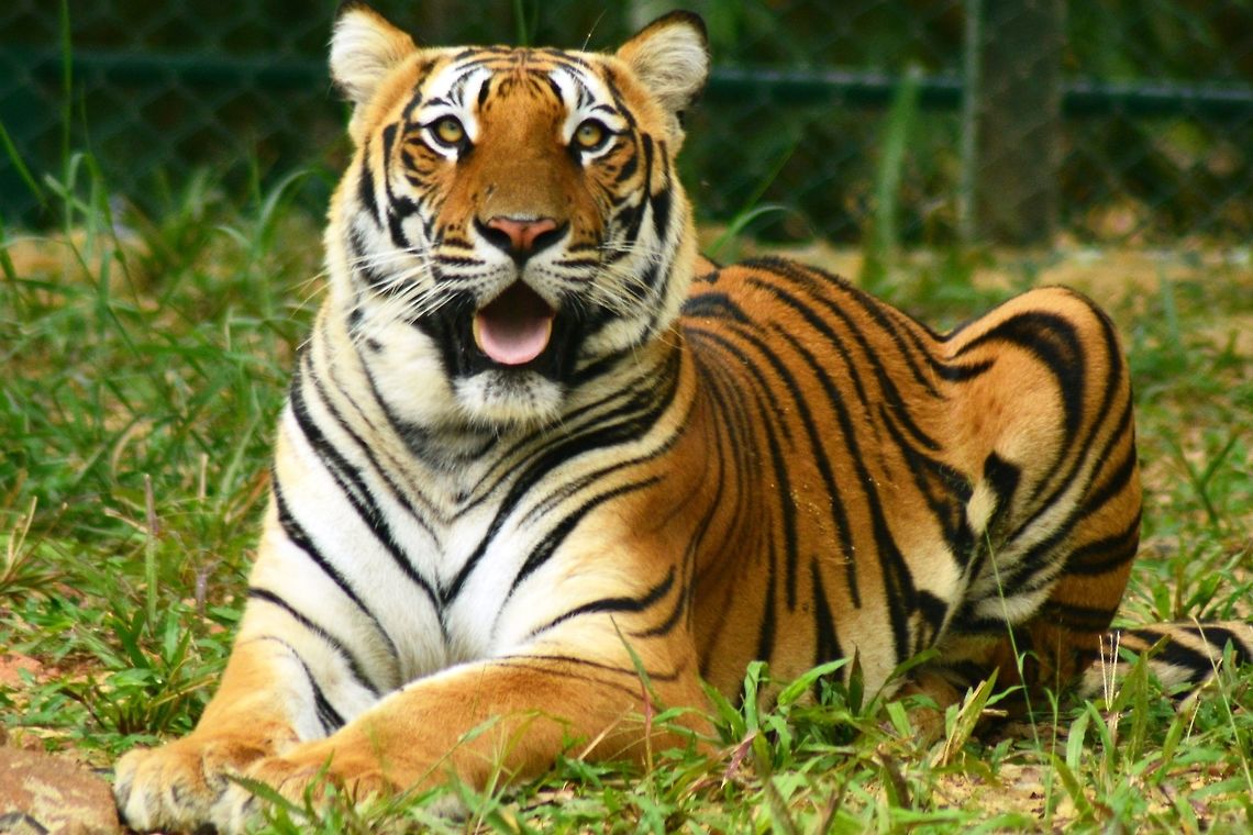Tiger Taken at Nation Park Banniragatta -Bangalore  Panthera tigris,Tiger