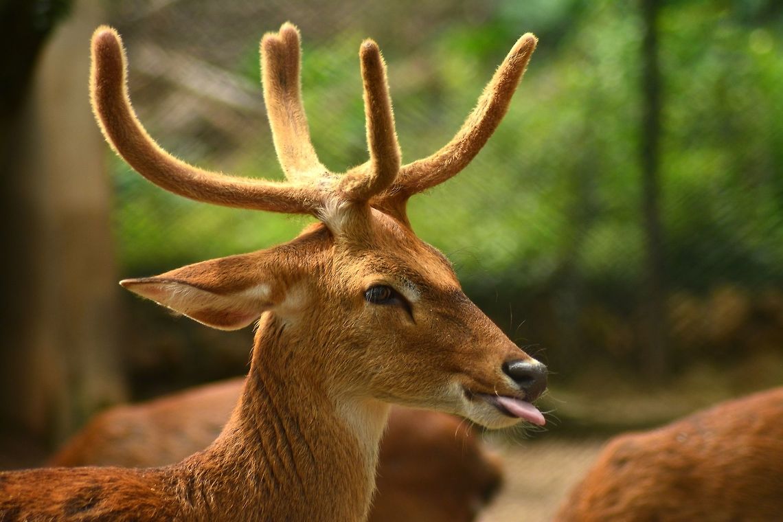 DSC_0345  Cervus elaphus,Red deer
