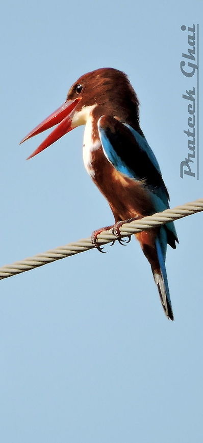 Common White-Throated Kingfisher  Halcyon smyrnensis,White-throated kingfisher