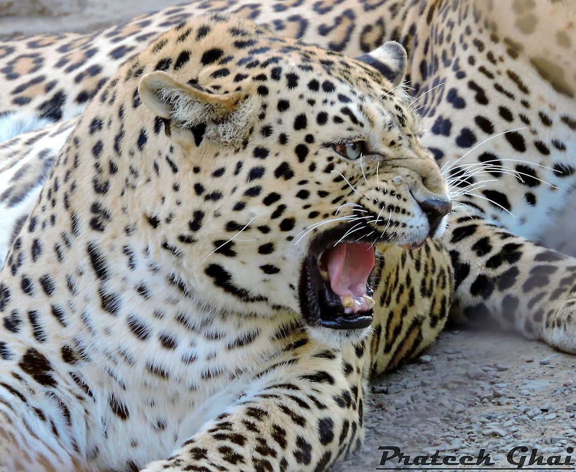 Roaring Of A Panther its a &quot;Panther&quot; Of Van Vihar National Park which is situated in country India State Madhya Pradesh City-Bhopal Hope you all will like it :) Amanita pantherina var. pantherina,Common Leopard,European Panther,Furcifer pardalis,Leopard,Lion,Panther chameleon,Panthera leo,Panthera leo krugeri,Panthera pardus,Phalanta phalantha,Transvaal lion
