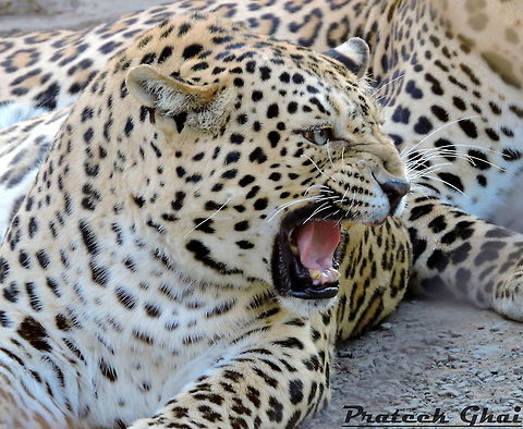 Roaring Of A Panther its a "Panther" Of Van Vihar National Park which is situated in country India State Madhya Pradesh City-Bhopal Hope you all will like it :) Amanita pantherina var. pantherina,Common Leopard,European Panther,Furcifer pardalis,Leopard,Lion,Panther chameleon,Panthera leo,Panthera leo krugeri,Panthera pardus,Phalanta phalantha,Transvaal lion