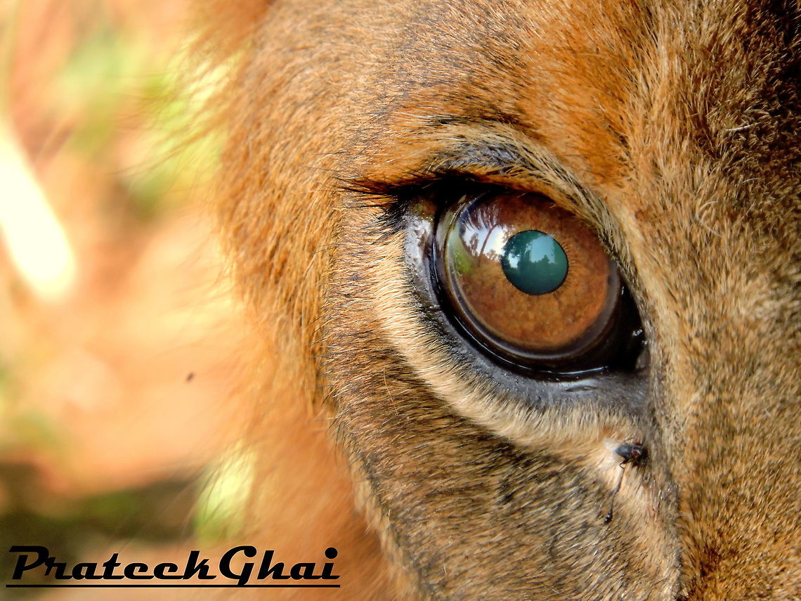 19-08-15(VanVihar)3 It&#039;s An eye Of The(LION) who has been biten by a little fly :) :D...So funny It is :D Lion,Panthera leo,Pterois miles,Pterois miles - common lionfish