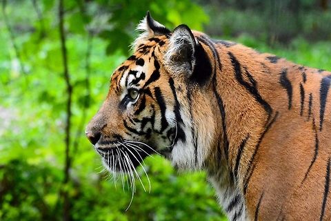 Sumatran Tiger Sumatran tiger at the Toronto Zoo on August 27th 2015. Taken with a Nikon D7100 with a Sigma 170-500mm at 270mm. This image has NOT been altered by any photoshop or lightroom programs. This image is fresh off the SD card. Panthera tigris sumatrae,Sumatran tiger