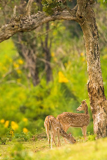 A Serene Scene from Bandipur National Park, Karnataka, India Often we never focus the camera's on the most common species. Wildlife photography means everything that exists in the wild. But what I have witnessed in my experience is most of the people consider clicking pictures of the apex predators is the only thing to do with wildlife photography. 

Capturing the essence of the scene in wildlife photography, has to deal with a lot of parameters. Like this scene speaks about the trees that offer shade to these spotted deers, the complementing colors that beautify the environment, the greens that provides a stupendous meal to the herbivorous, the bushes in the background that aids both the predator and prey etc etc. All this combined with the technical expertise in handling your gear and applying photography skills, at the given time to freeze the moment impacts the final outcome. 

In this photograph, to show the serenity of the wild with the elements that i could see, through the nikon 7100 + tamaron 150-600mm combo, I had to lower myself on my knees, hold breath and the pain of the muscle cramp  that the bending to the sides produced, adjust the settings at that position to set the exposure, to get the angle and composition I wanted. 

Finally, with a little offering from the Post Processing advantage, here I present you, "A Serene Scene" Axis axis,Axis deer,Geotagged,India,Mammals,exploreindia,india,photography,spotteddeer,westernghats,wildlife,wildlifeindia,wildlifephotography