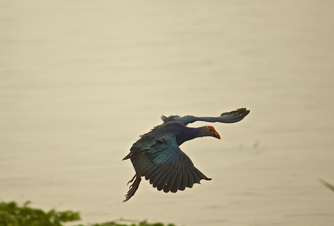 Purple Swamphen The purple swamp hen is generally quite shy and flies away on seeing humans.  I was lucky to capture this shot in the lake near my house , Bangalore, India Bangalore,India,Lake,Porphyrio porphyrio,Purple swamphen,Water Birds