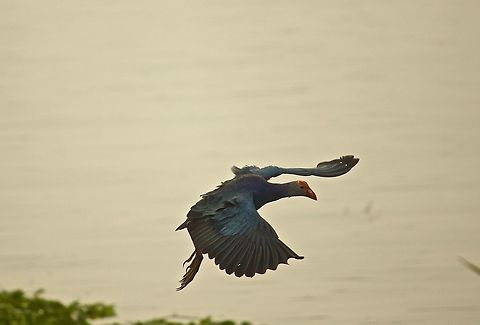 Purple Swamphen The purple swamp hen is generally quite shy and flies away on seeing humans.  I was lucky to capture this shot in the lake near my house , Bangalore, India Bangalore,India,Lake,Porphyrio porphyrio,Purple swamphen,Water Birds