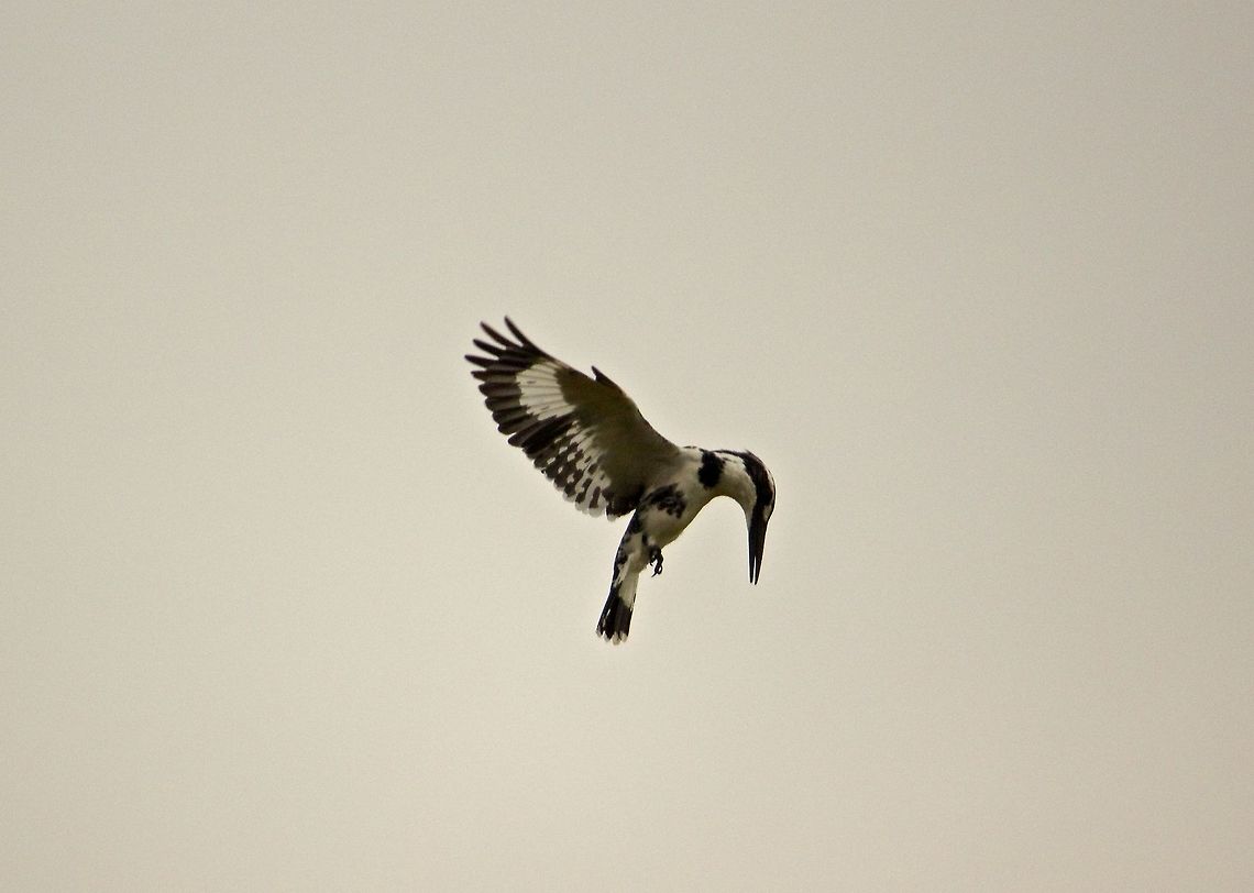 Pied Kingfisher This is a photo is of a pied kingfisher hovering.  Hovering is a trademark skill of the pied kingfisher Bangalore,Ceryle rudis,Hovering,India,Kingfisher,Pied Kingfisher