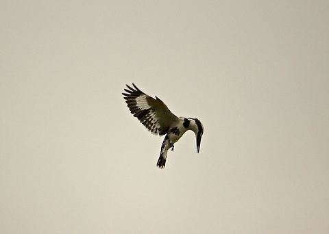 Pied Kingfisher This is a photo is of a pied kingfisher hovering.  Hovering is a trademark skill of the pied kingfisher Bangalore,Ceryle rudis,Hovering,India,Kingfisher,Pied Kingfisher