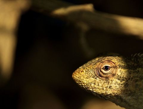 Oriental Garden Lizard In the shadows!!  But there is a ray of hope in every situation.  Same can be said with this garden lizard:) Bangalore,Calotes versicolor,Eyes,India,Oriental Garden Lizard or Changeable Lizard