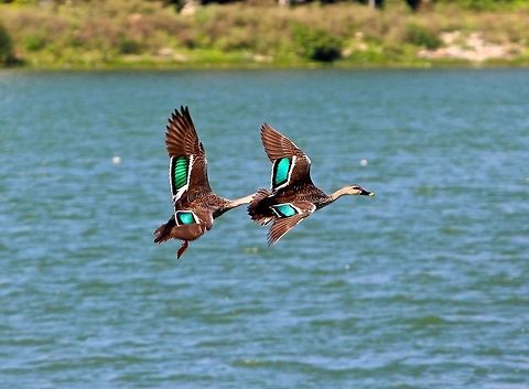 Spot billed duck Lucky to capture the shot of these two spot billed ducks displaying their colourful plumage.  Anas poecilorhyncha,Display,Spot-billed duck,ducks,lake
