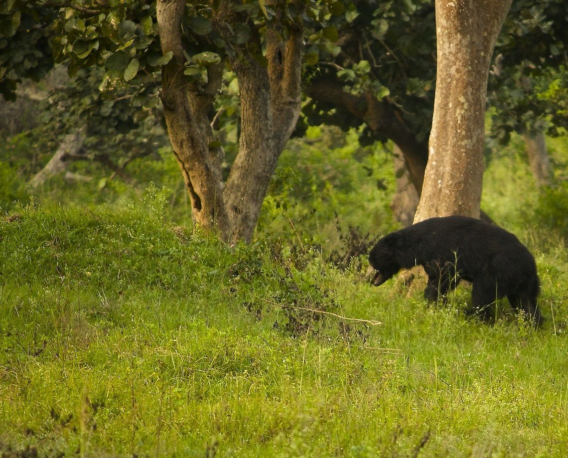 Sloth bear in the green we were too lucky to spot this sloth bear in bandipur national park.  In fact we saw two in two days.  They are supposed to be very shy and elusive but guess luck was on our side:) Bandipur National Park,India,Melursus ursinus,Sloth bear