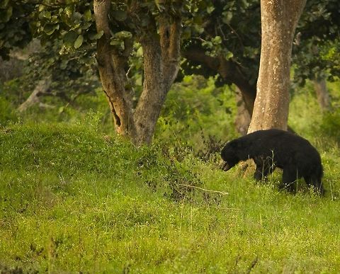 Sloth bear in the green we were too lucky to spot this sloth bear in bandipur national park.  In fact we saw two in two days.  They are supposed to be very shy and elusive but guess luck was on our side:) Bandipur National Park,India,Melursus ursinus,Sloth bear