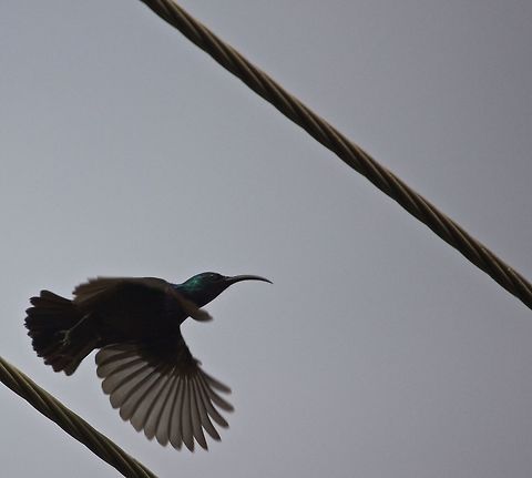 purple sunbird One of my best sunbird shots!! Cinnyris asiaticus,Purple sunbird