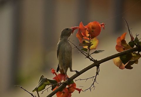 Lunchtime A flowerpecker stopping for a snack!!! Dicaeum erythrorhynchos,Pale-billed flowerpecker