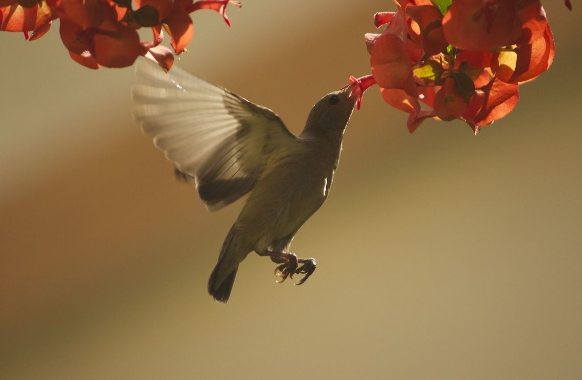 Hovering for a snack This is one of the best pics of a flowerpecker i have got till now!!! Dicaeum erythrorhynchos,Pale-billed flowerpecker,bangalore,bird,hovering,india