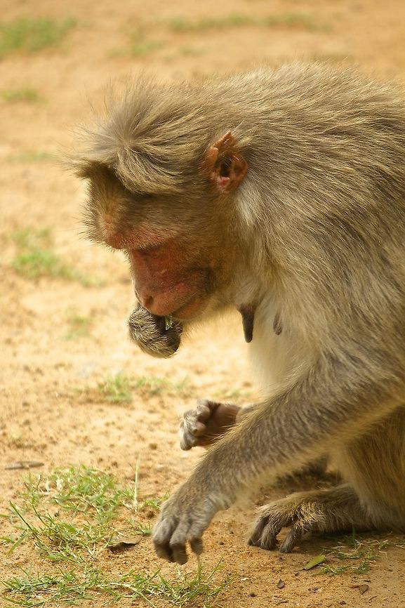 Looking for the right stem!! A female rhesus macaque extremely focussed!!<br />
 Bandipur National Park,Macaca mulatta,Rhesus macaque