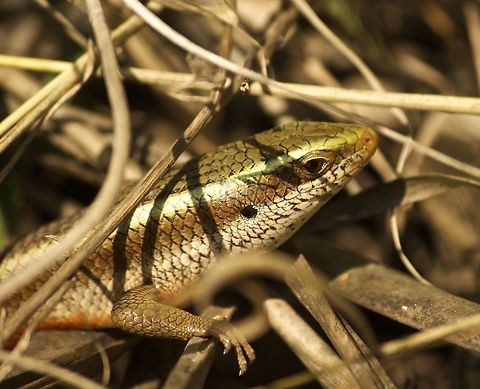 Lurking in the shadows Tough to spot this guy.   Eutropis carinata,Keeled Indian Mabuya