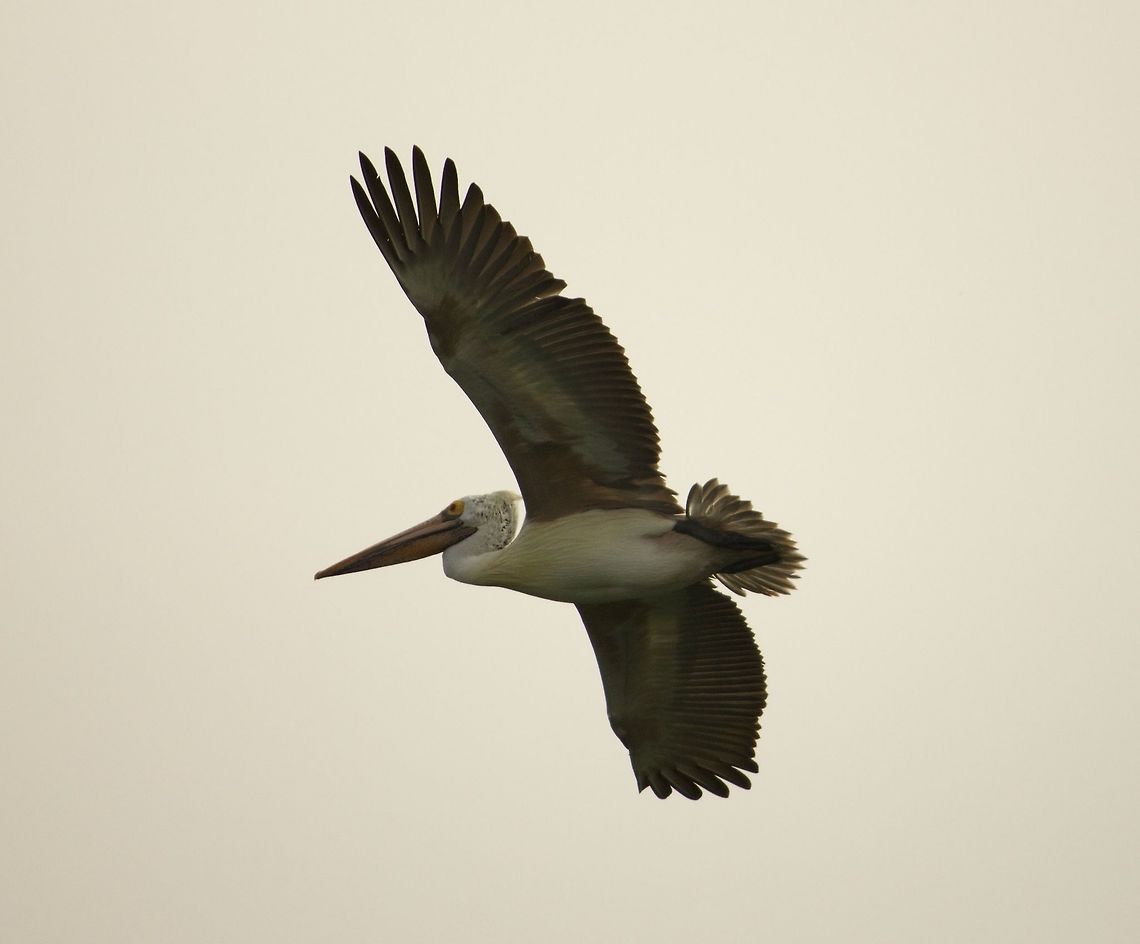 Pure class I have numerous photos of these guys.  Dunno which to put :)  <br />
more are on the way Bangalore,Pelecanus philippensis,Spot-billed pelican,lake